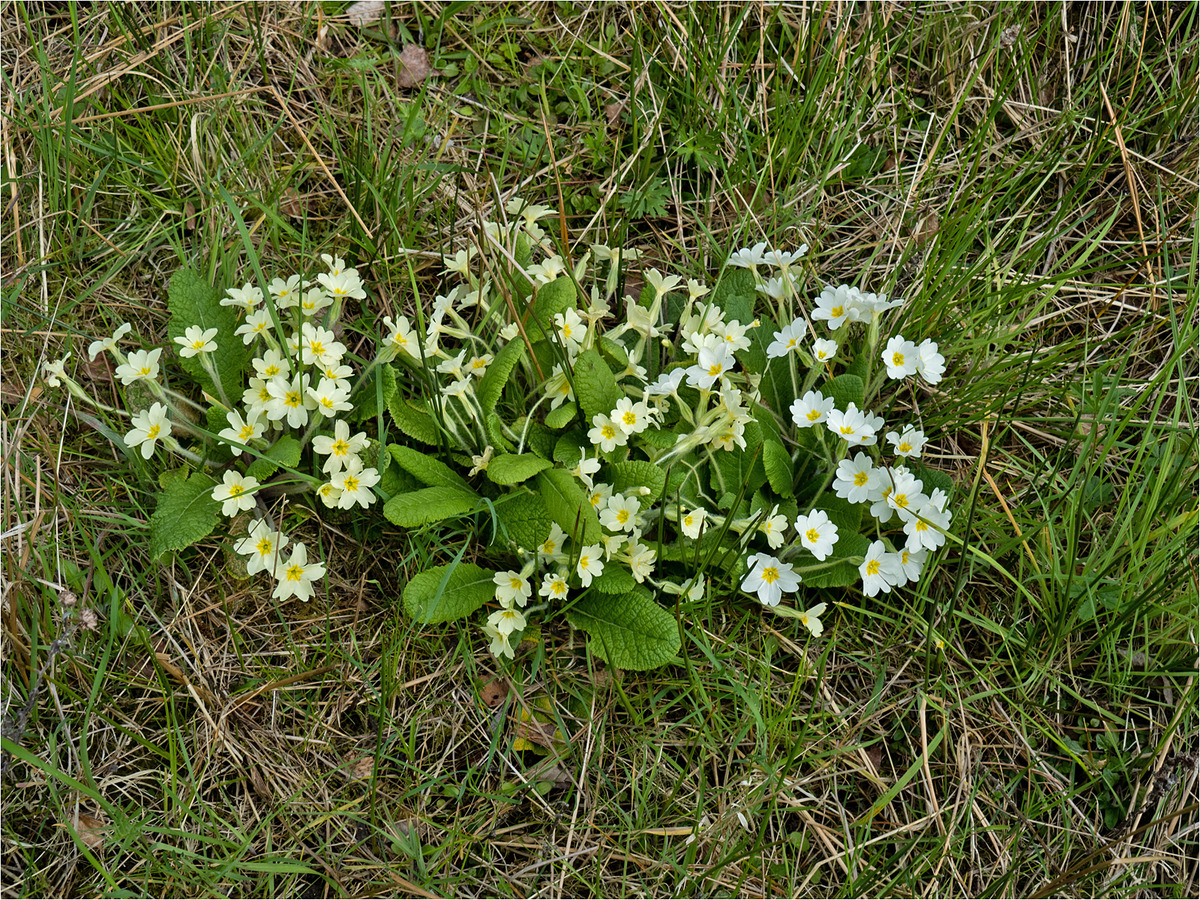 _MJH1498 White Primrose